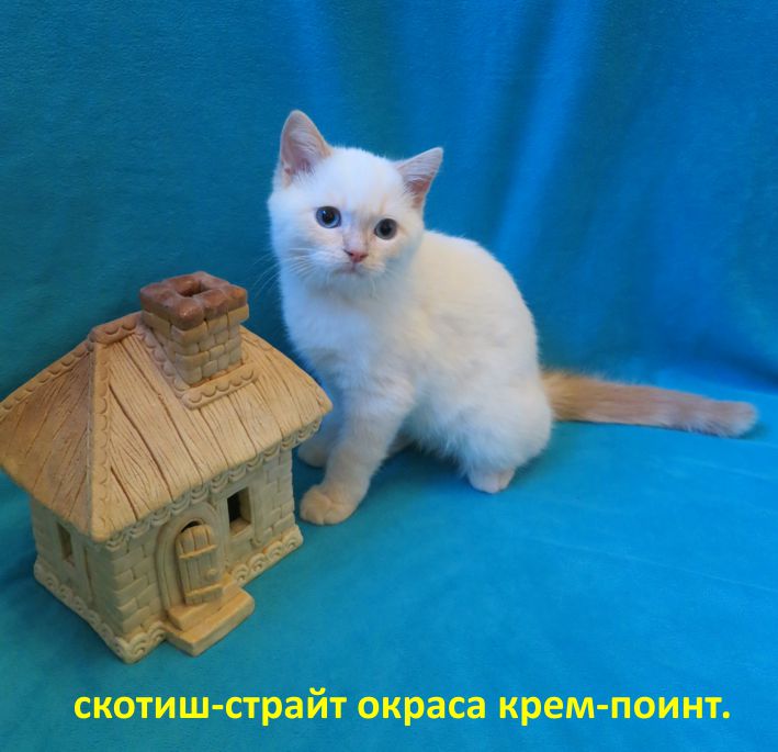 http://belfastcats.ucoz.net/creme.jpg