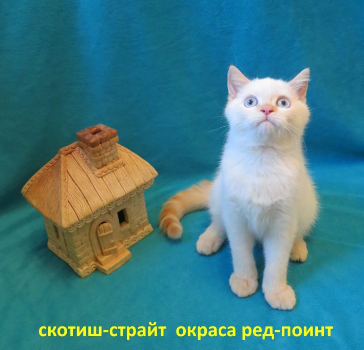http://belfastcats.ucoz.net/red.jpg